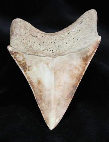 Nicely Colored Inch Megalodon Tooth #1669